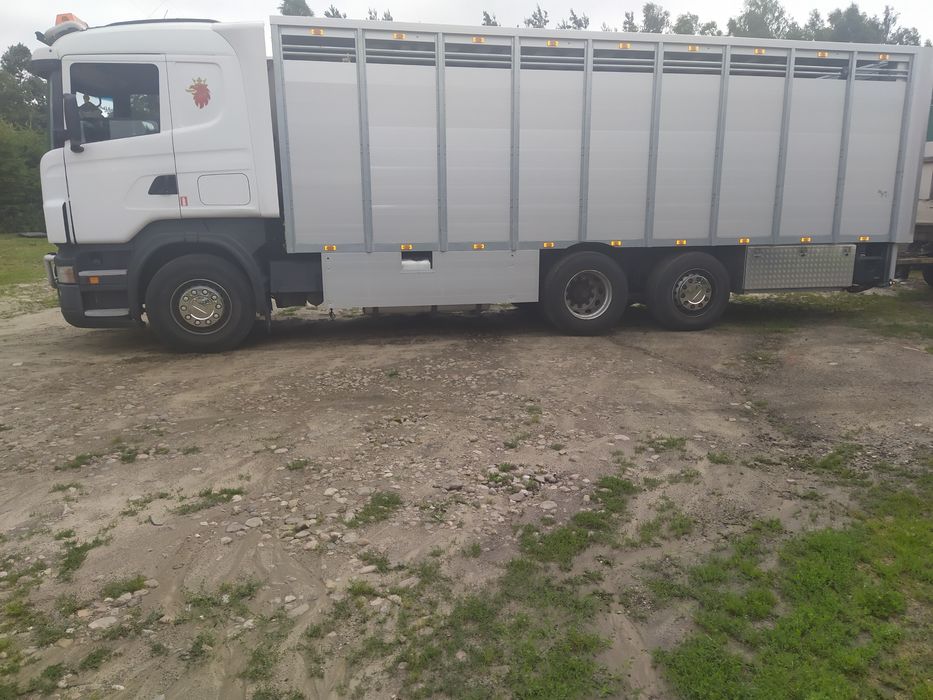 Transport  bydła krów  skup Żywca byków jałówek siana słomy