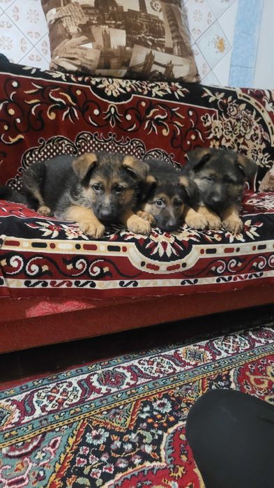 Цуценята німецької вівчарки