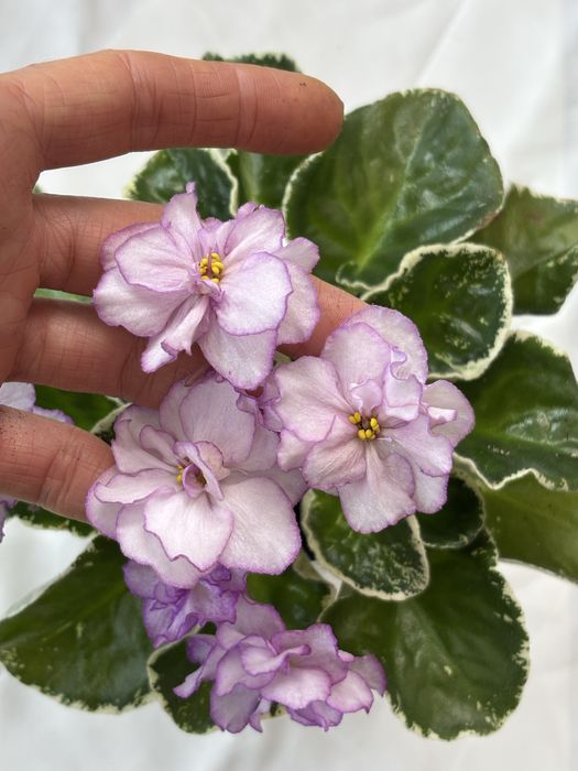 АКЦІЯ Сортові фіалки листочки