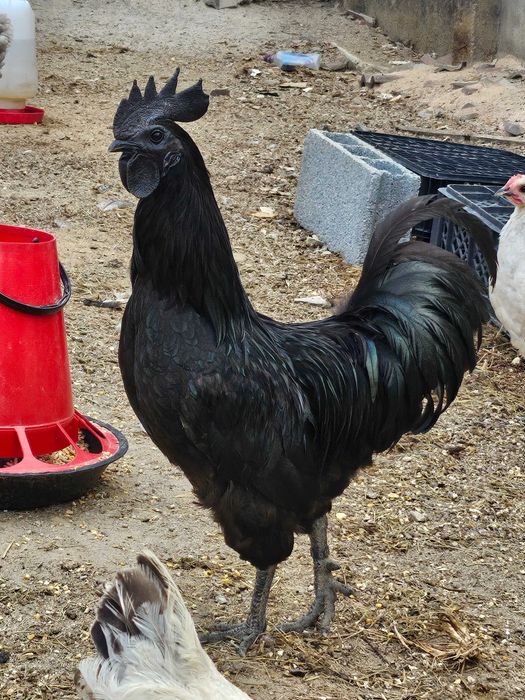Ayam cemani casal