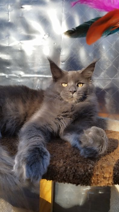 Maine coon Мейн-кун мальчик