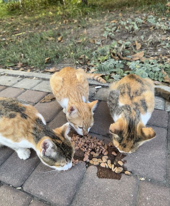 Котики 3 місяці (2 дівчинки та хлопчик)