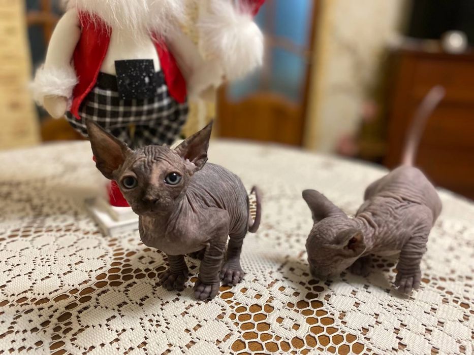 канадський сфінкс дві дівчинки