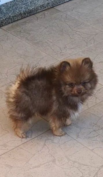 Spitz Alemão anão