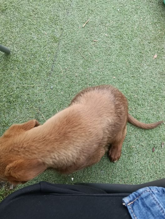 Cão jovem castanho