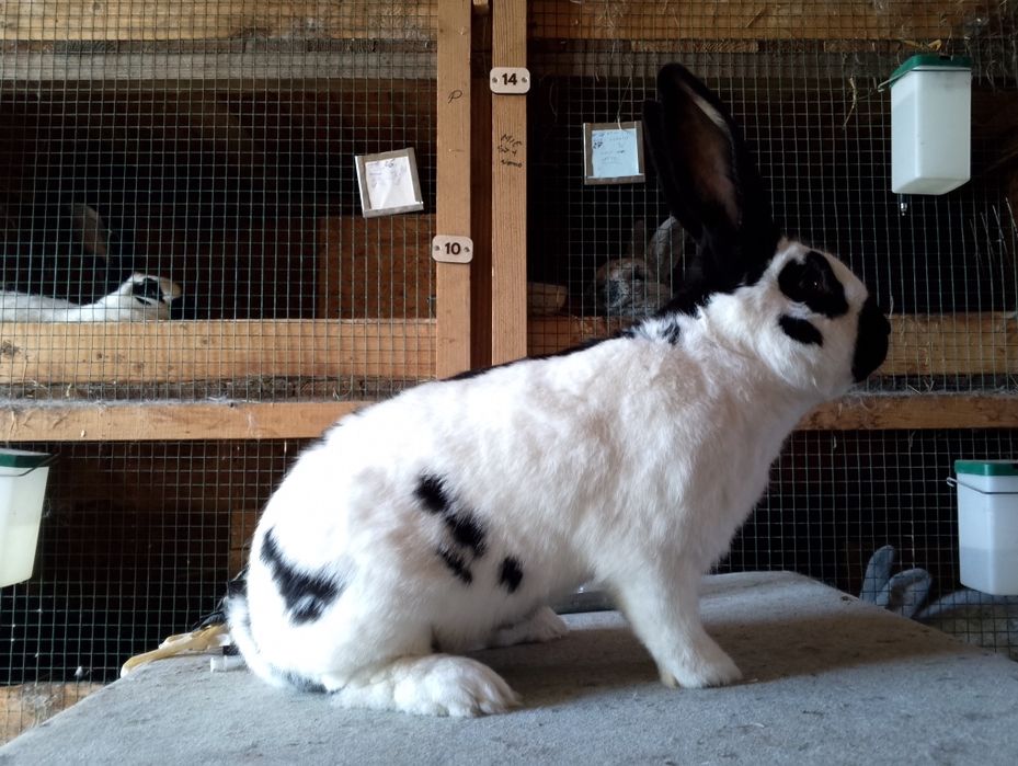 Sprzedam samca osc 96px3