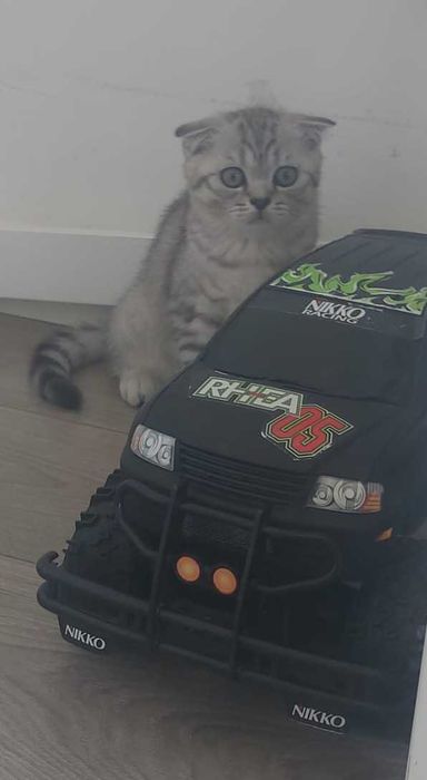 Scottish Fold silver tabby