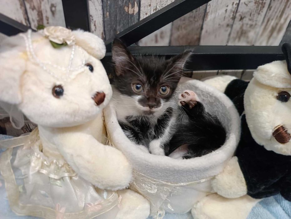 Кошенята в добрі руки