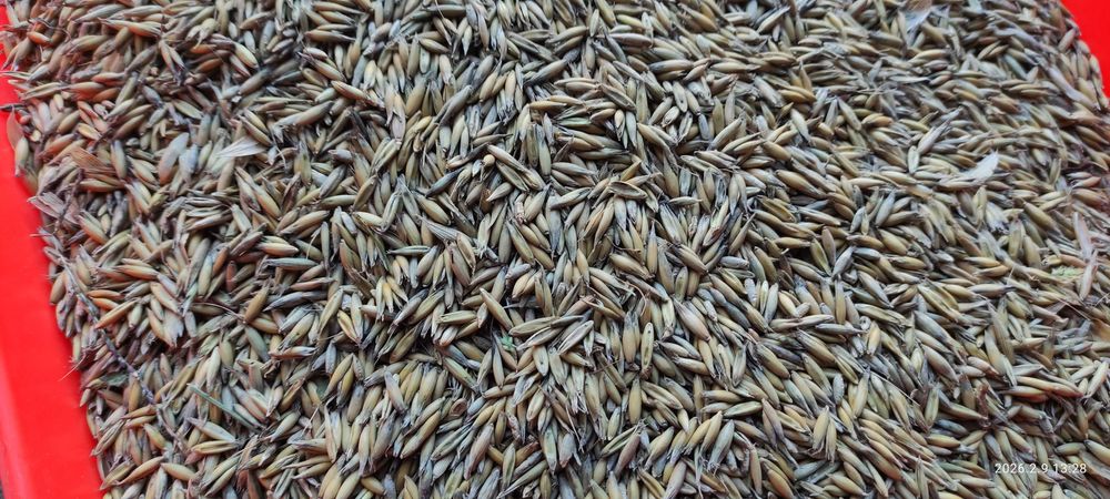 Sprzedam Owies Breton 2025