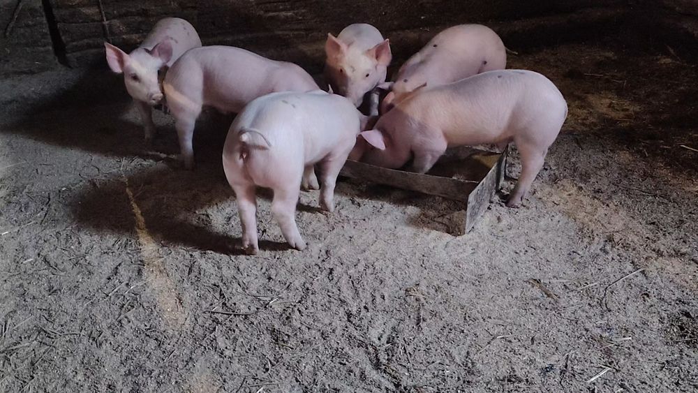 Поросята мясного напрямку