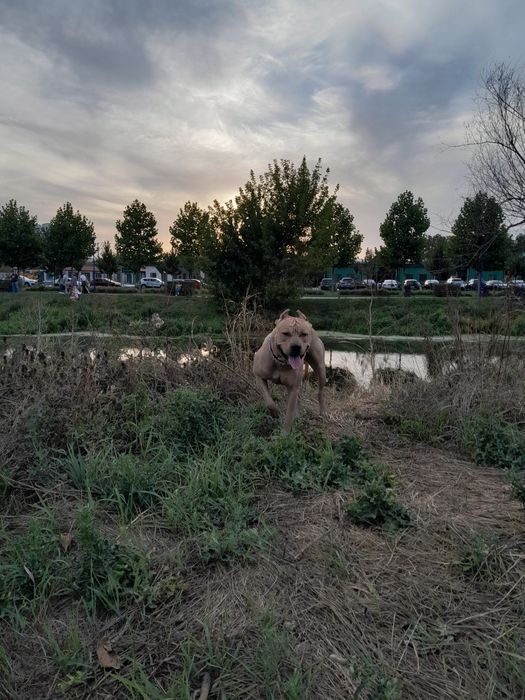 Амстаф мальчик,мальчик