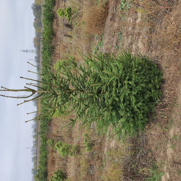 Ель зелёная