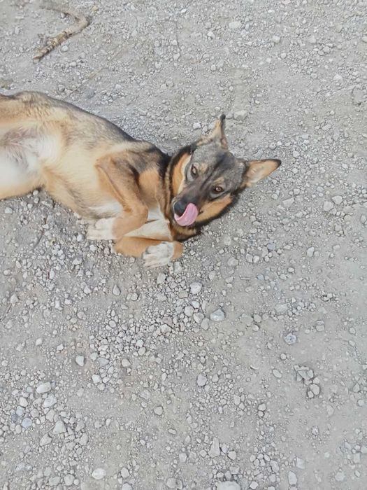 Отдам в хорошие руки собачку