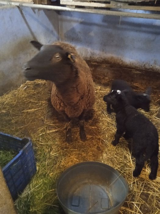 Vendo duas ovelhas e 4 borregos