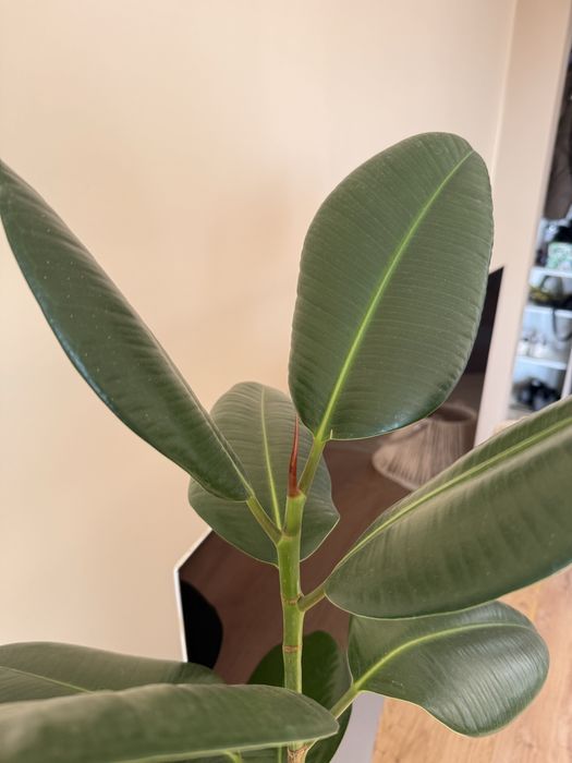 Fikus sprężysty (figowiec)