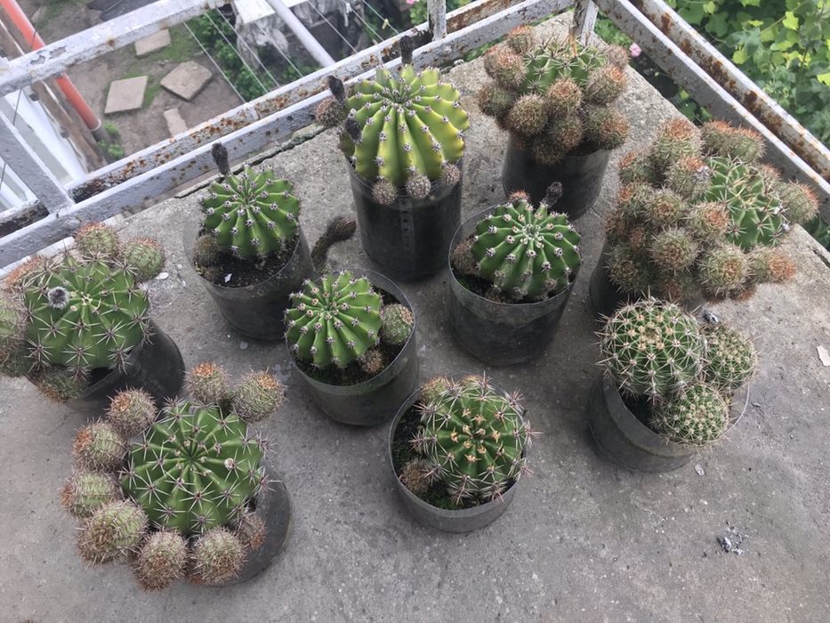 Кактус Echinopsis oxygona та Echinopsis eyriesii