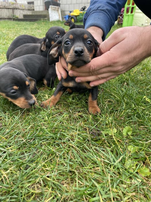 Jamnik miniatirka Szczeniak