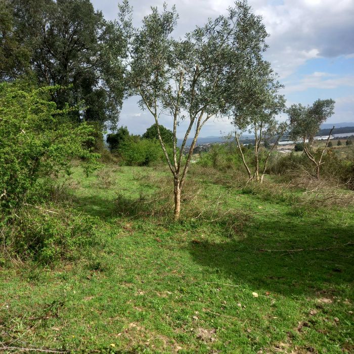 Oliveiras variedade Galega