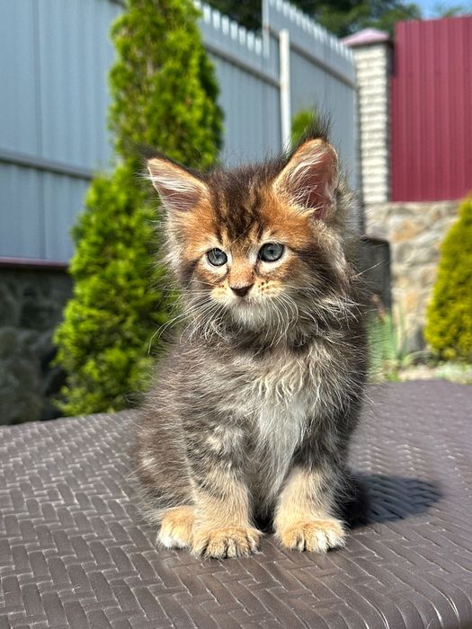 Dreamcatcher-Kocurek Maine Coon