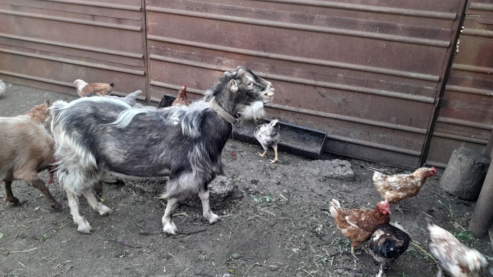 Продається козел ламанча