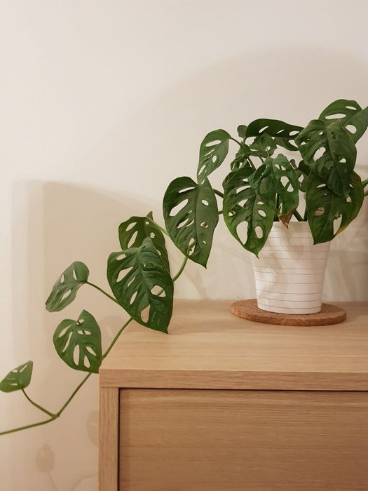 Monstera monkey mask