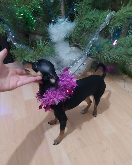 ВЯЗКА тойтерьер мальчик