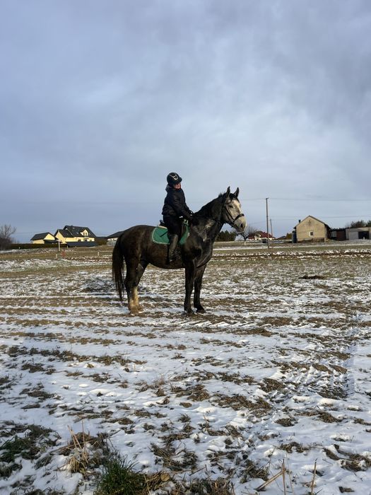 4 letni Ogier śląski