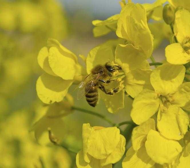 Świeży miód rzepakowy z własnej pasieki 2025 HURTOWO w beczkach, HURT