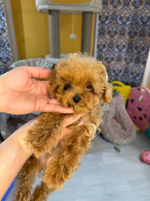 Справжні Той пуделя! Київ, або відправлю. Є «Оплата частинами»