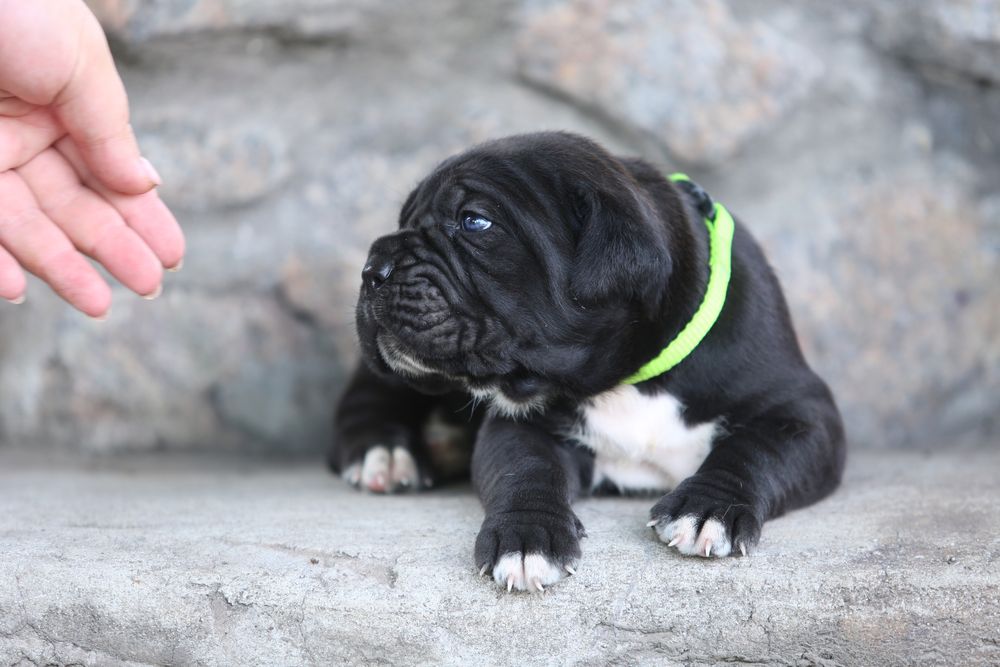 Черный мальчик  кане корсо Тор