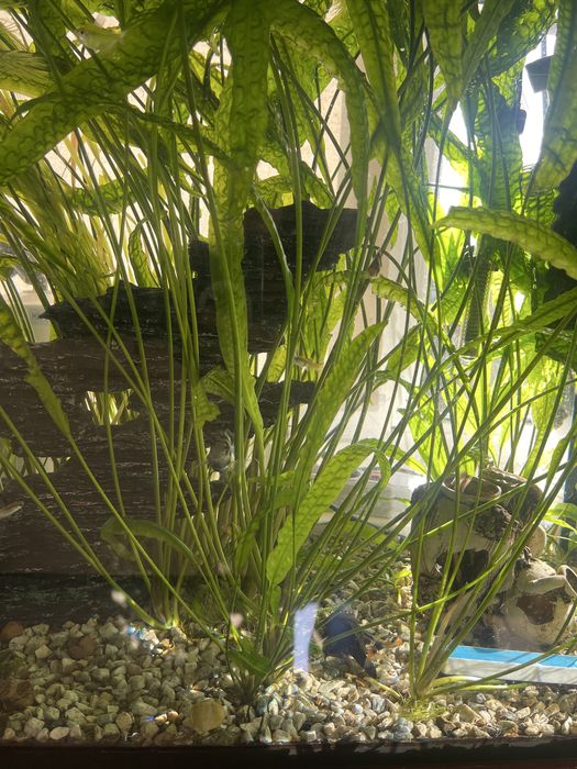 Водорості  в акваріум