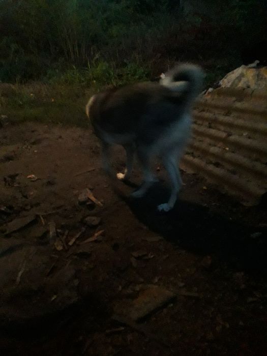 Схiдноевропейський лайчук,погуляе з дiвчинкой,безкоштовно!!!