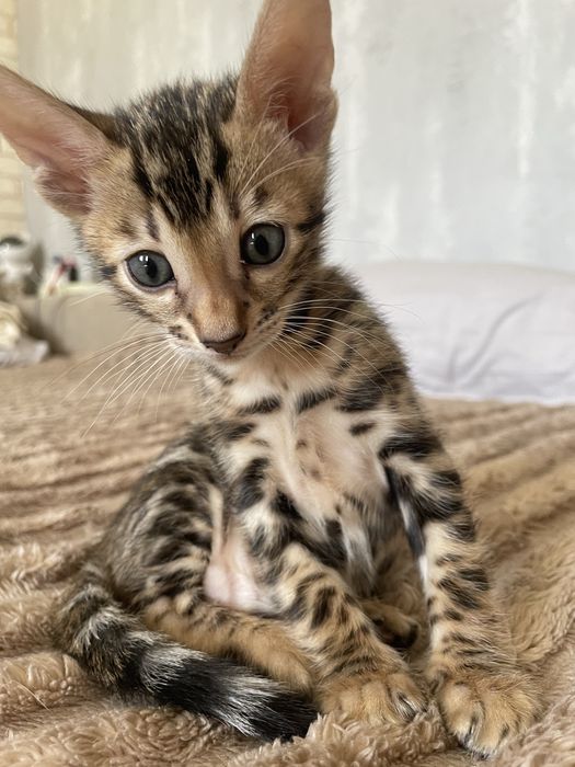 Бенгальські котики