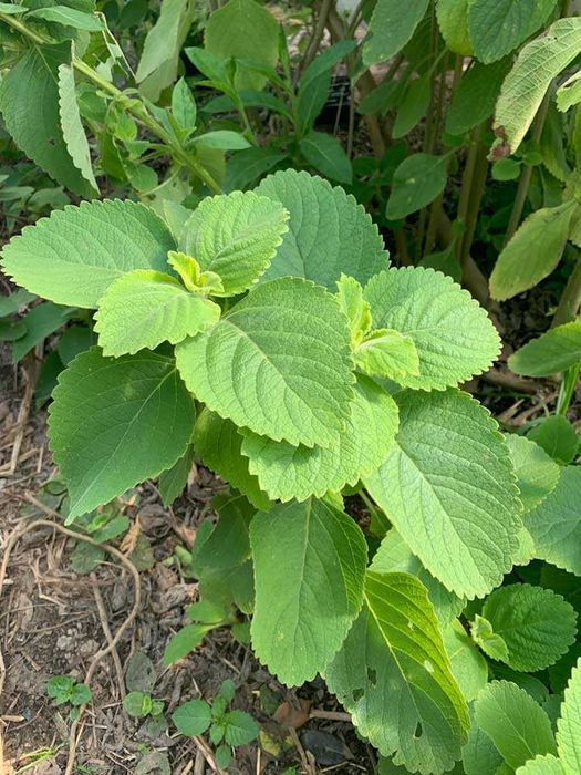 Folhas de Boldo - Plectranthus barbatus