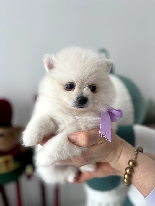 Померанські шпіци  ваш найкращий подарунок