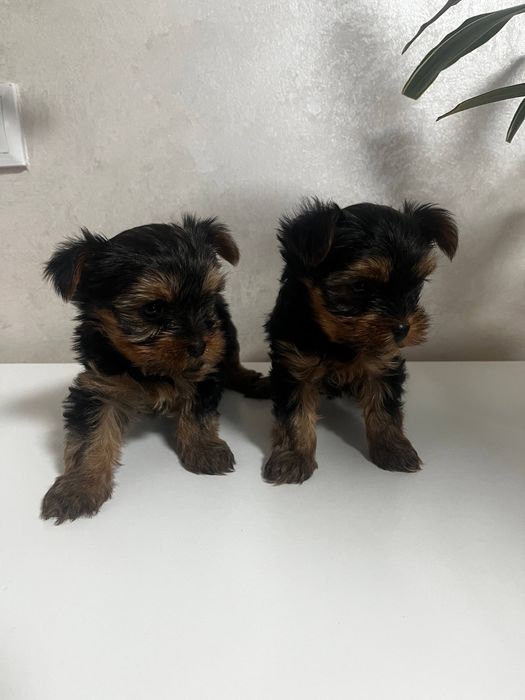 цуценята йоркширського тер’єра міні