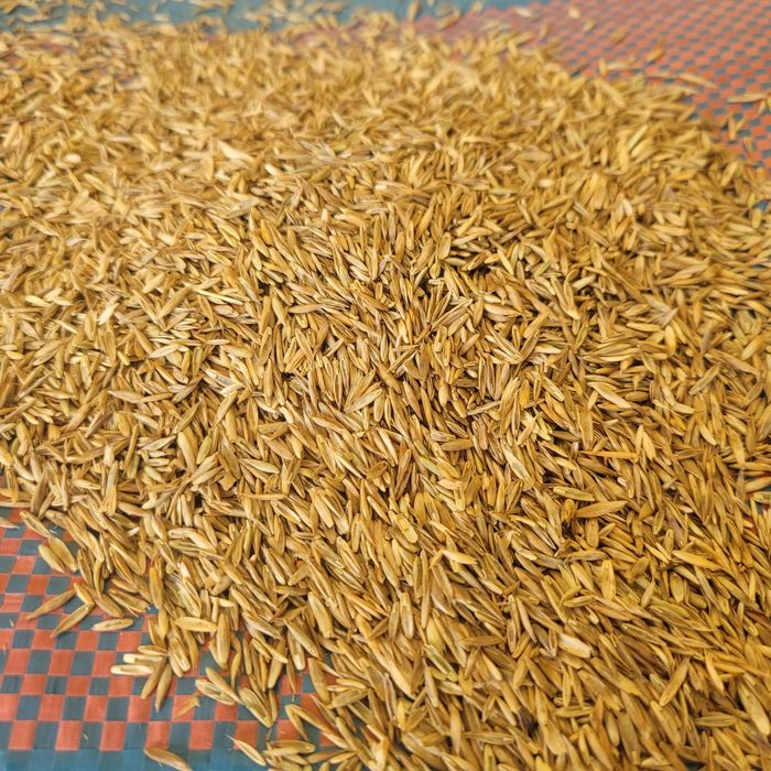 Mieszanka WYSYŁKA trawa zbiór 2025 paszowa