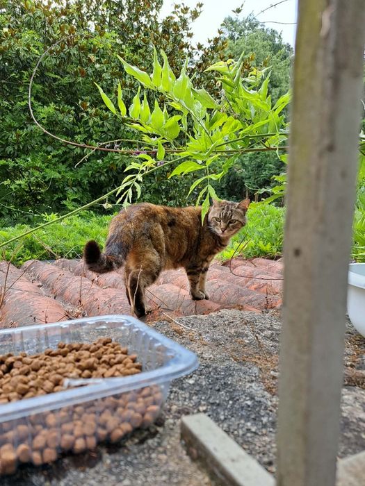 Adoção ou acolhimento para não voltar para a rua :( Gata JOVEM e MEIGA