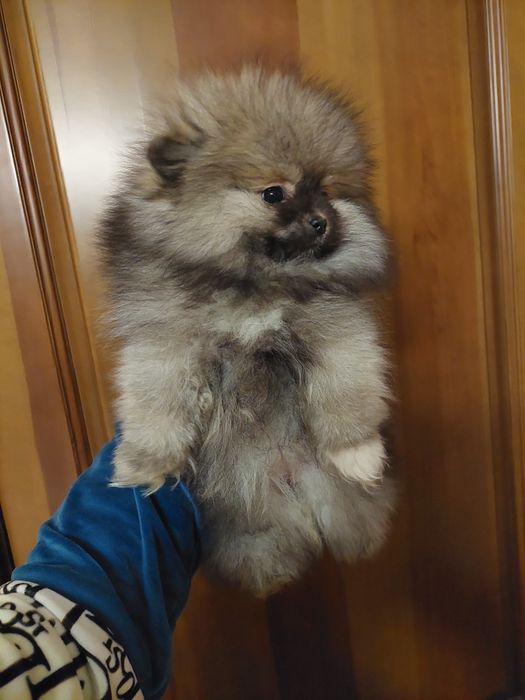 Подарок к 8 марта!Шикарные померанчики)