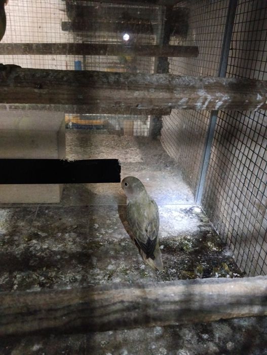 Agapórni fêmea longfeather