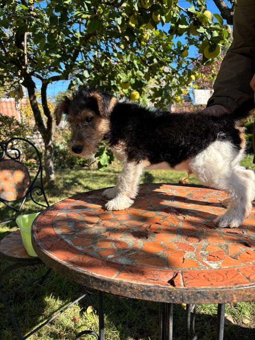 Щенки жесткошерстного фокстерьера КСУ/FCI