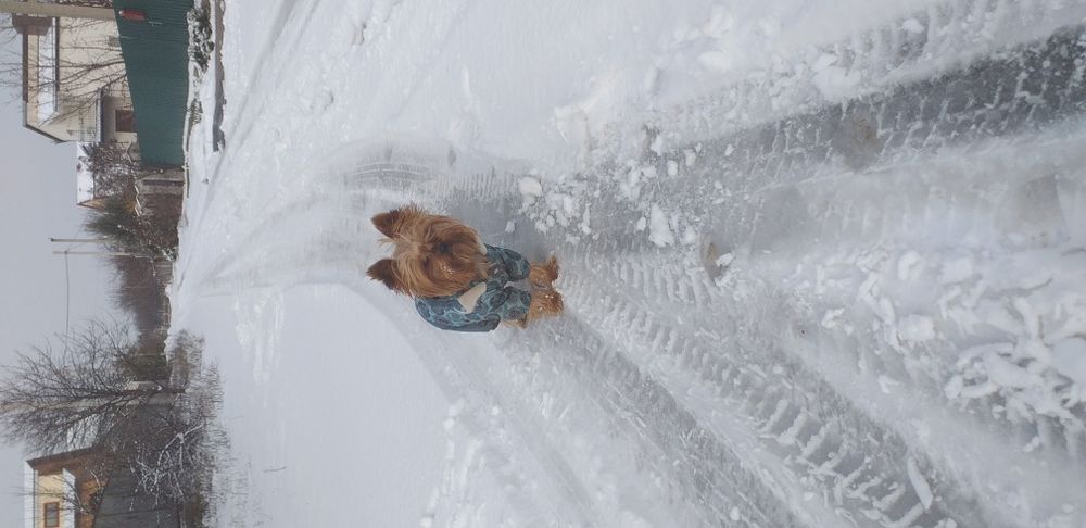 Йорк вязка от хорошего кабелька