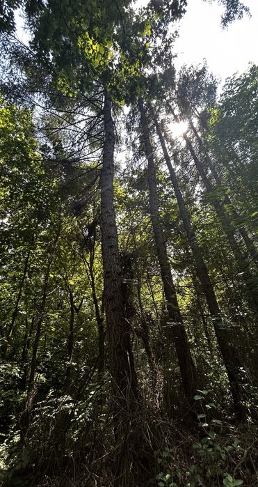 Modrzew na pniu 4szt