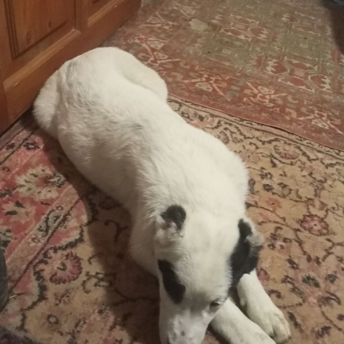 Продаю собаки породи алабай