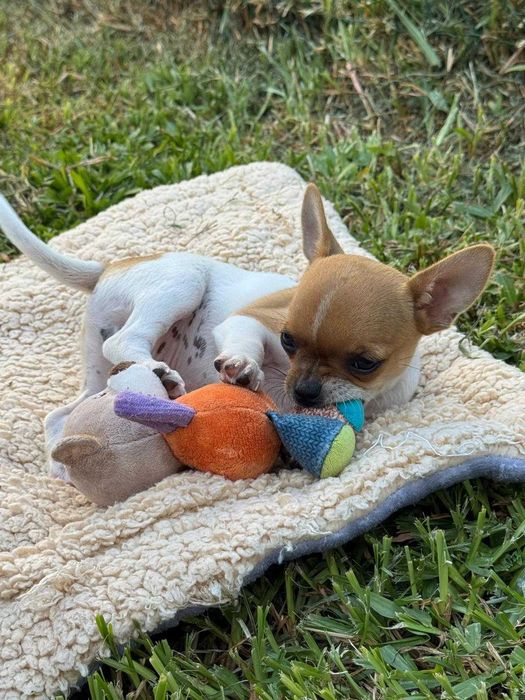 Chihuahua Miniatura