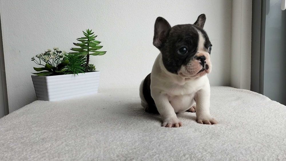 Bouledogue Francês macho com LOP (Pedigree) e Afixo