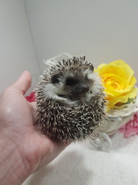 Jeż pigmejski Jeż afrykański