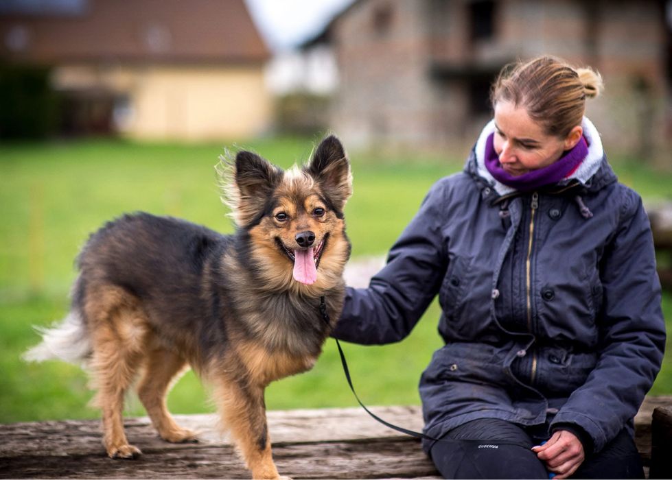 MacGyver - super pies do adopcji
