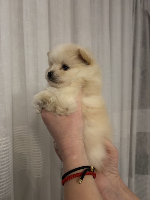 Померанський шпіц