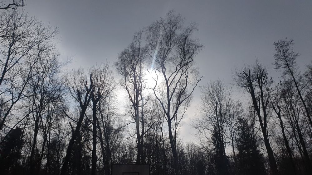 Wycinka, przycinka drzew, krzewów.Rębak gałezi Pielegnacja konsrwacja